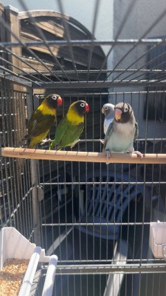Service : oiseaux