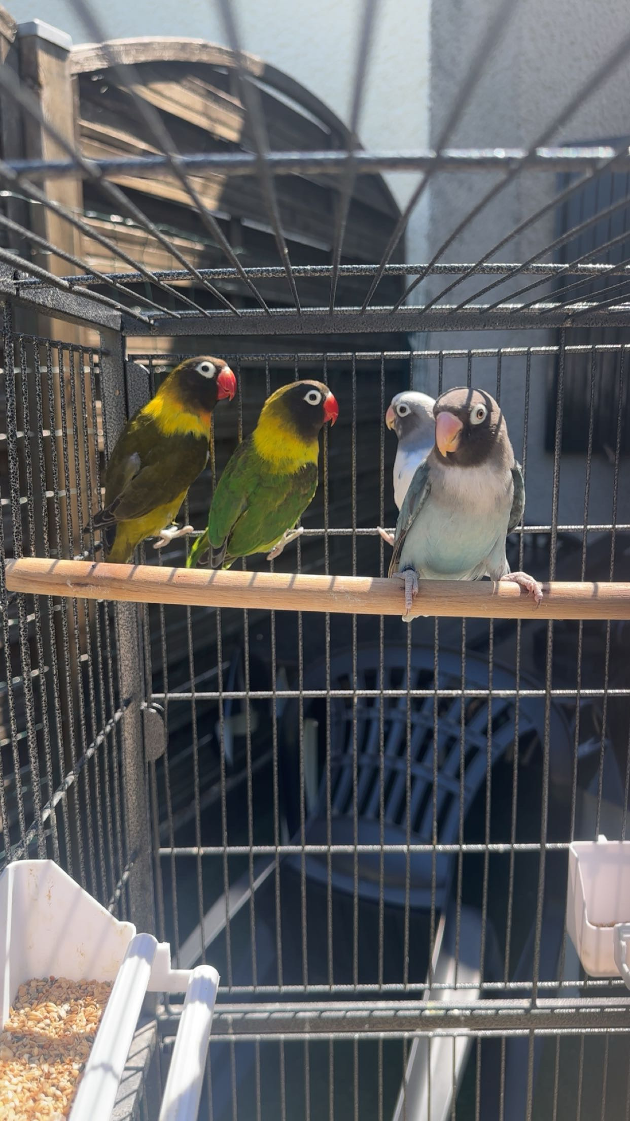 Service oiseaux 77 entre particuliers