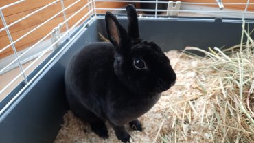 Service : garde lapin