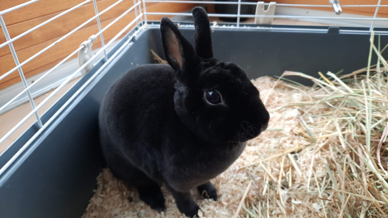 Service garde lapin 76 entre particuliers
