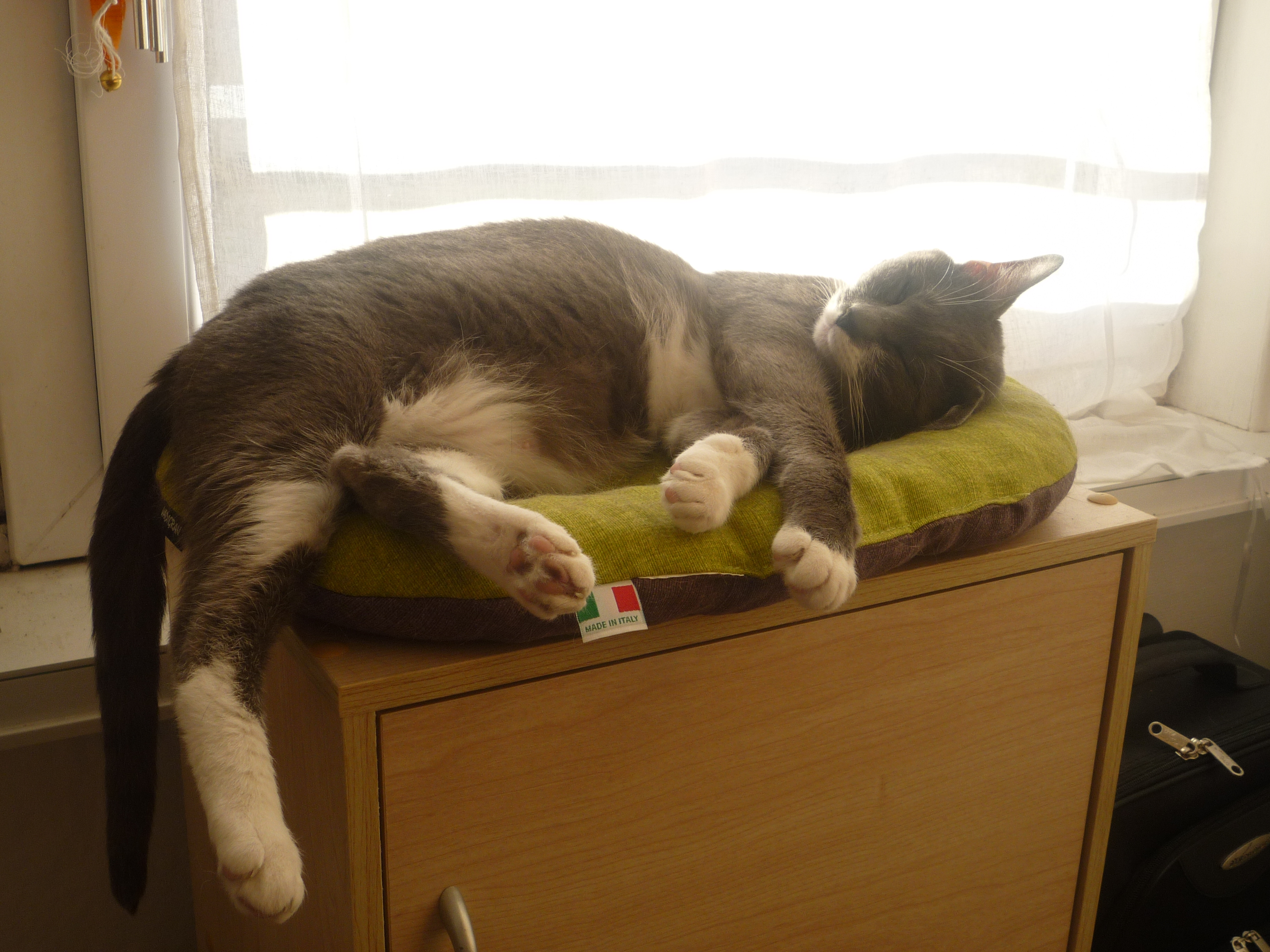 Service garde animaux 62 entre particuliers
