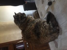 Service : garde animaux Service : garde animaux