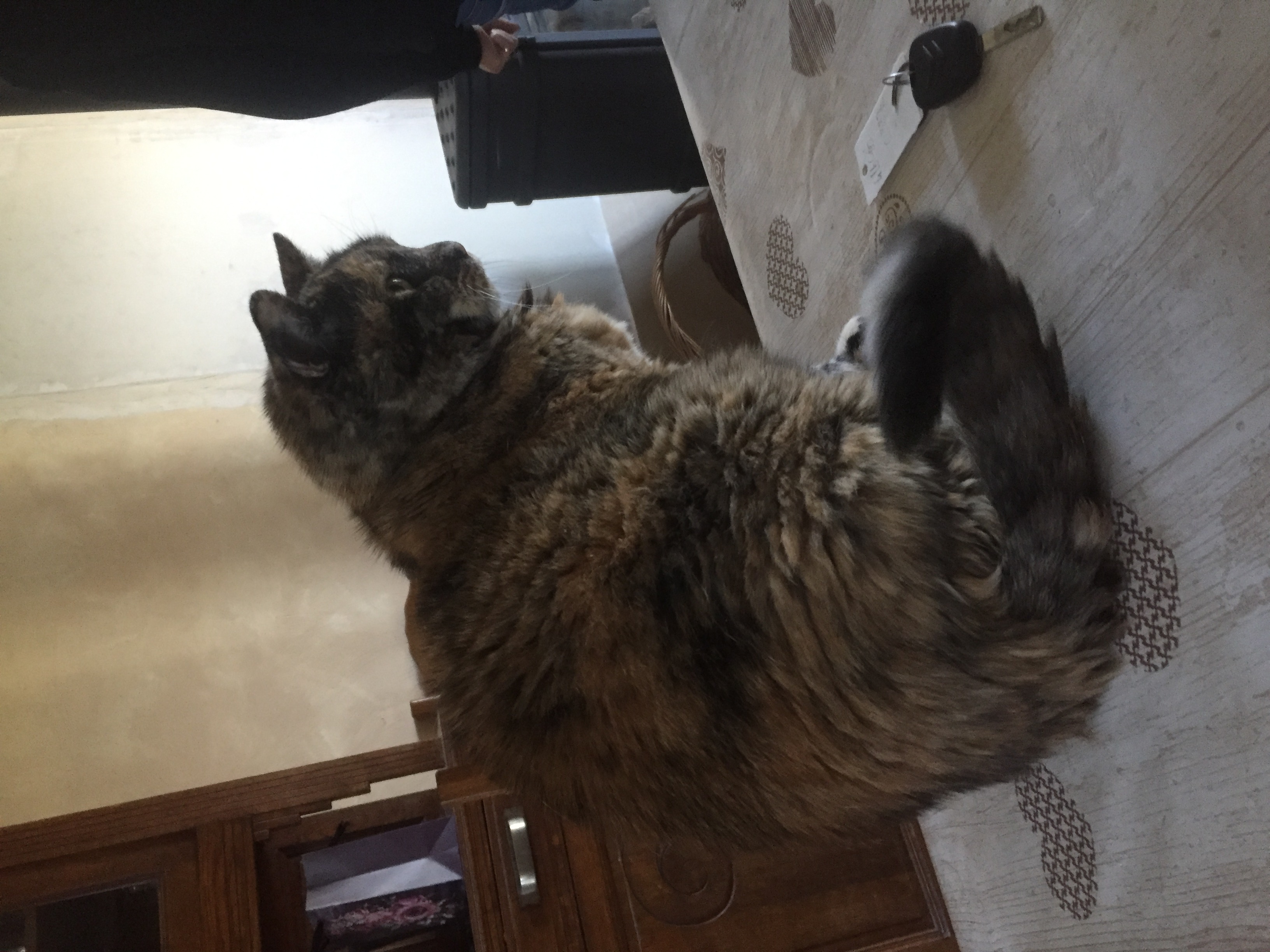 Service garde animaux 59 entre particuliers