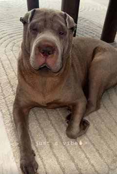 Service : garde animaux