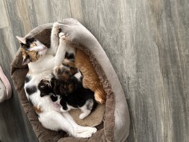 Service garde d'animaux Service garde d'animaux