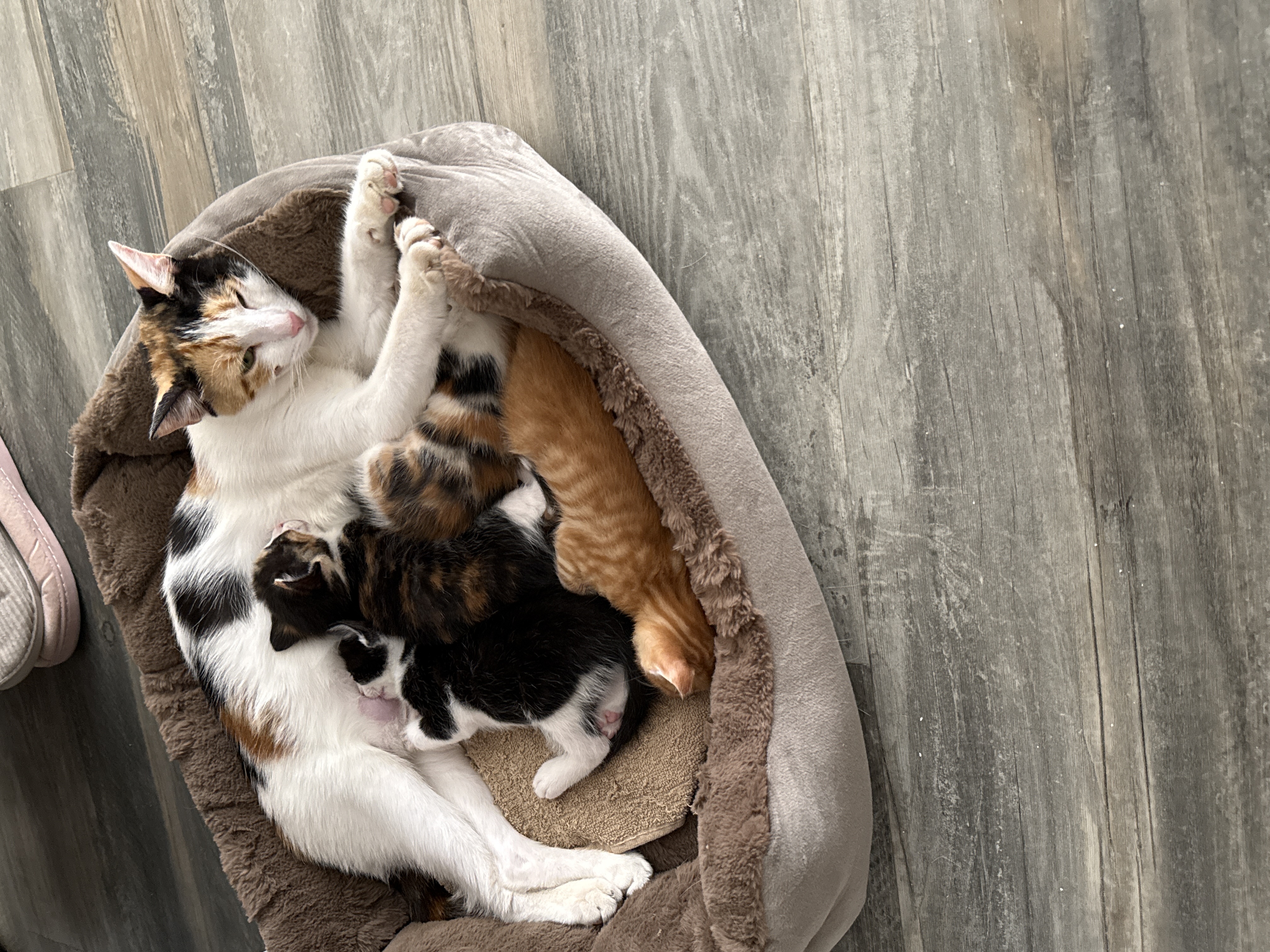 Service garde animaux 13 entre particuliers