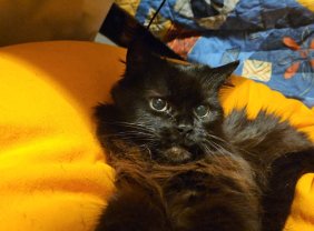 Service garde de chat Service garde de chat