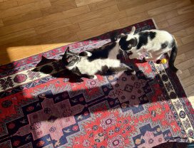 Service : chat