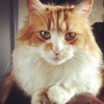 Service : garde animaux Service : garde animaux