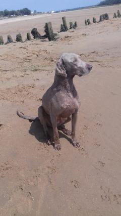 Service : chien Service : chien