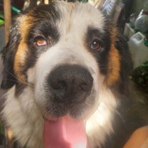 Service garde de chien Service garde de chien