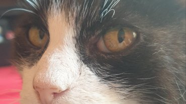 Service garde de chat Service garde de chat