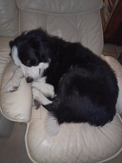 Service garde de chien Service garde de chien