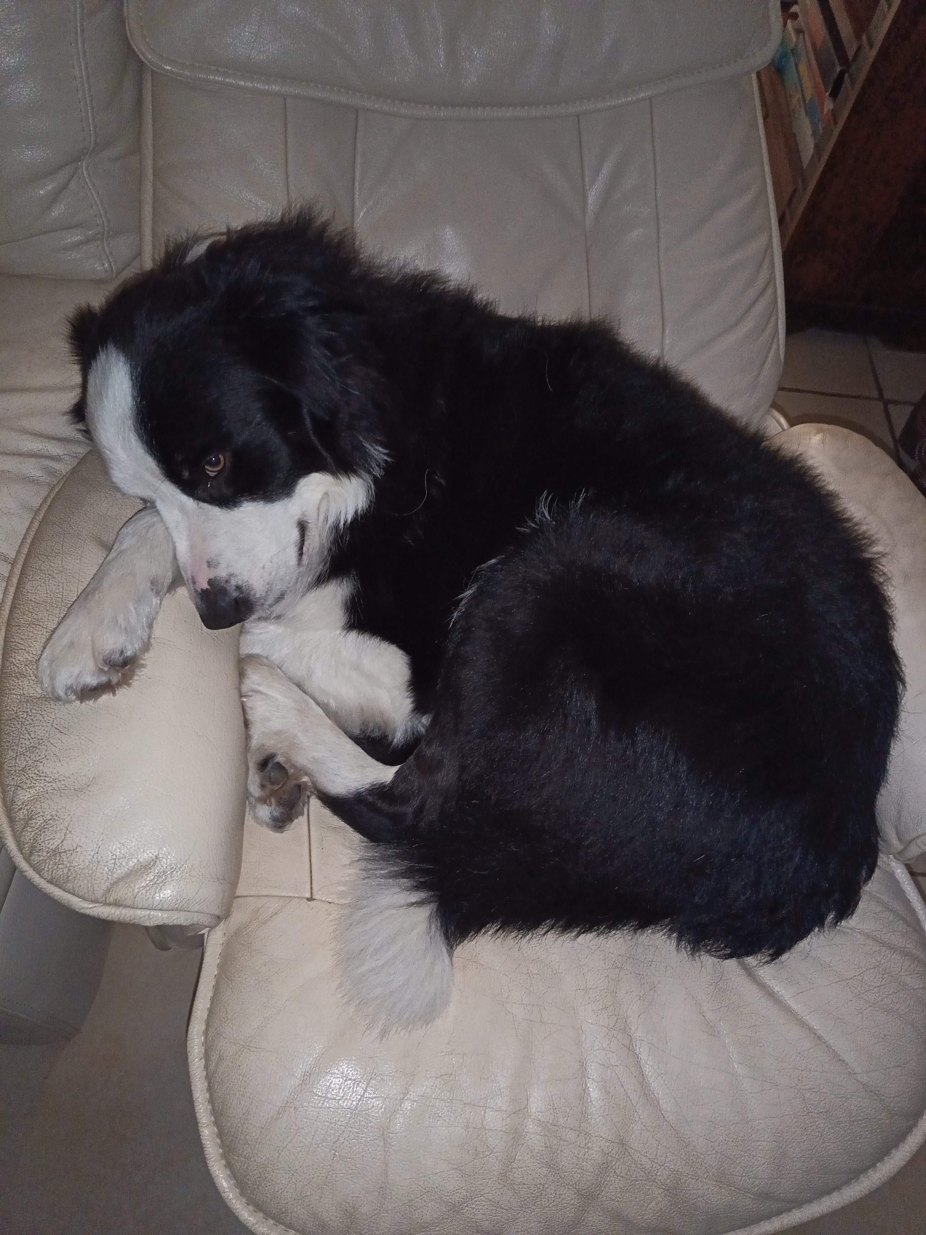 Service chien entre particuliers (81)