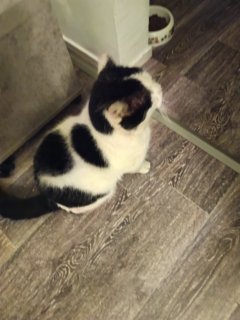 Service garde de chat Service garde de chat