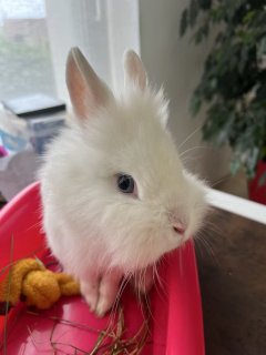 Service garde lapin