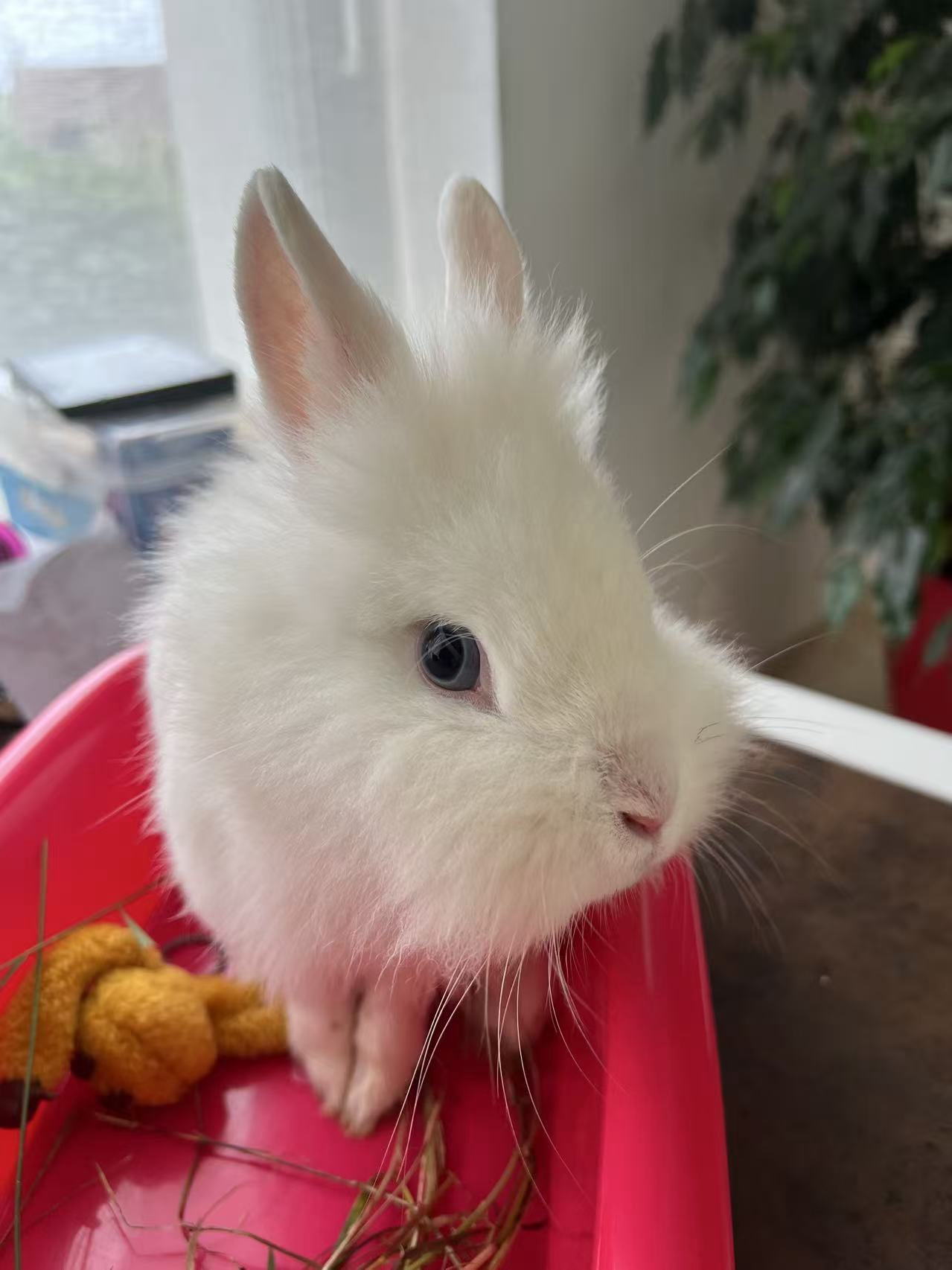 Service garde lapin 78 entre particuliers