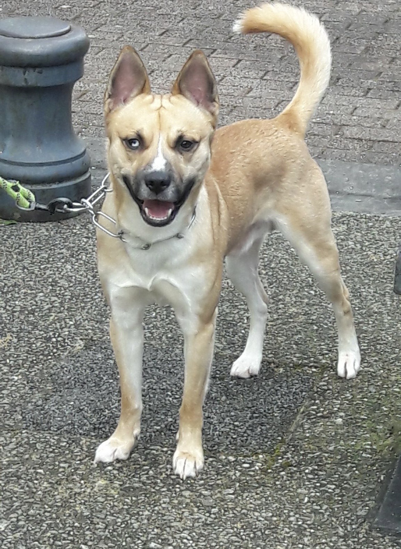 Service promeneur chien 59 entre particuliers