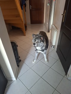 Service garde de chien