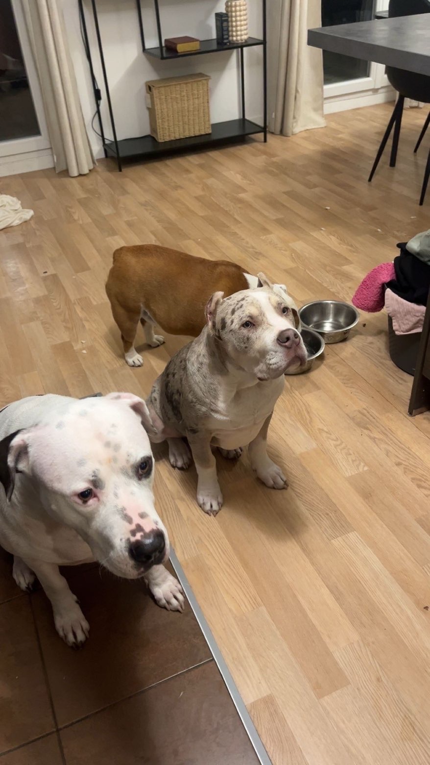 Service garde animaux 91 entre particuliers