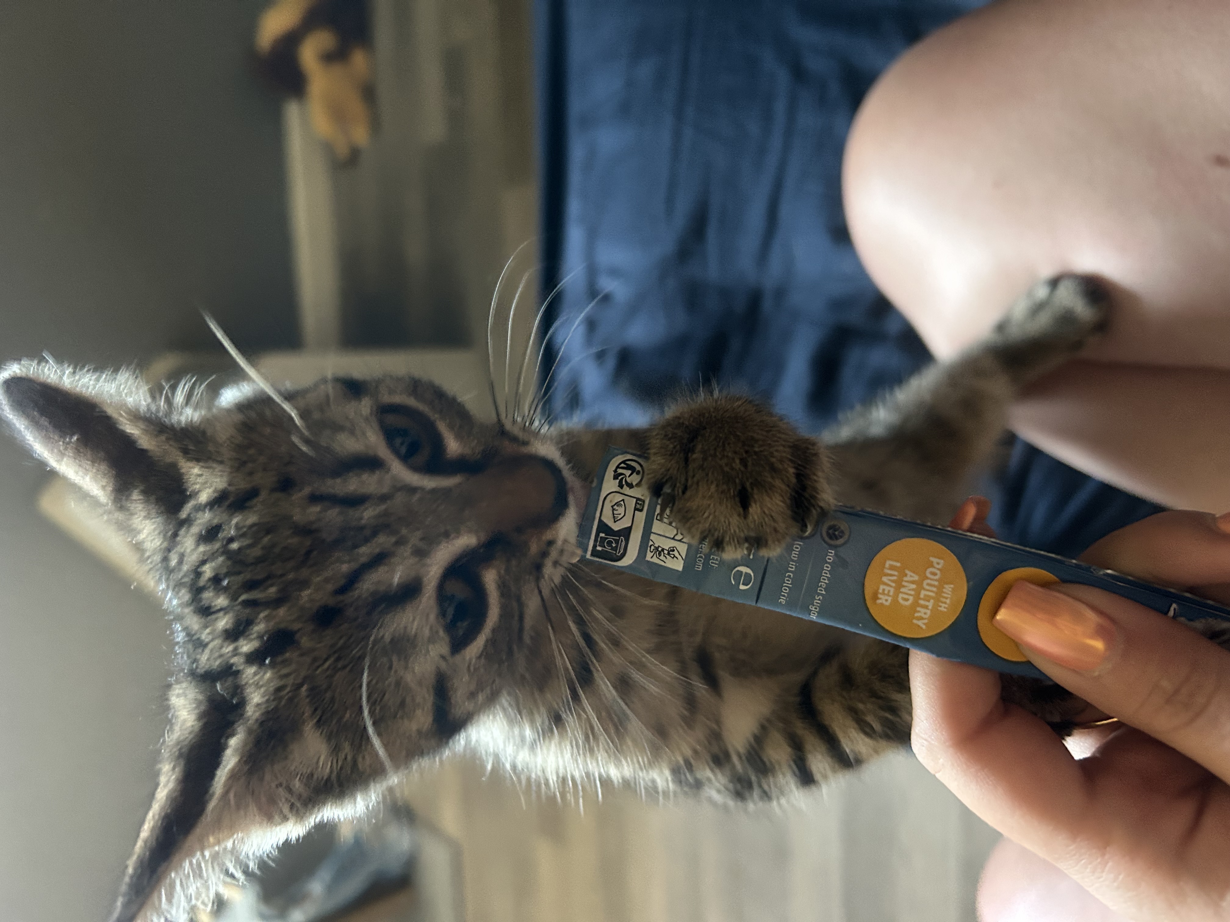 Service garde animaux 91 entre particuliers