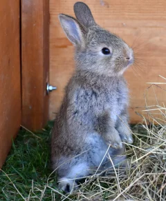 Service garde lapin Service garde lapin