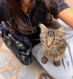 Service garde de chat Service garde de chat
