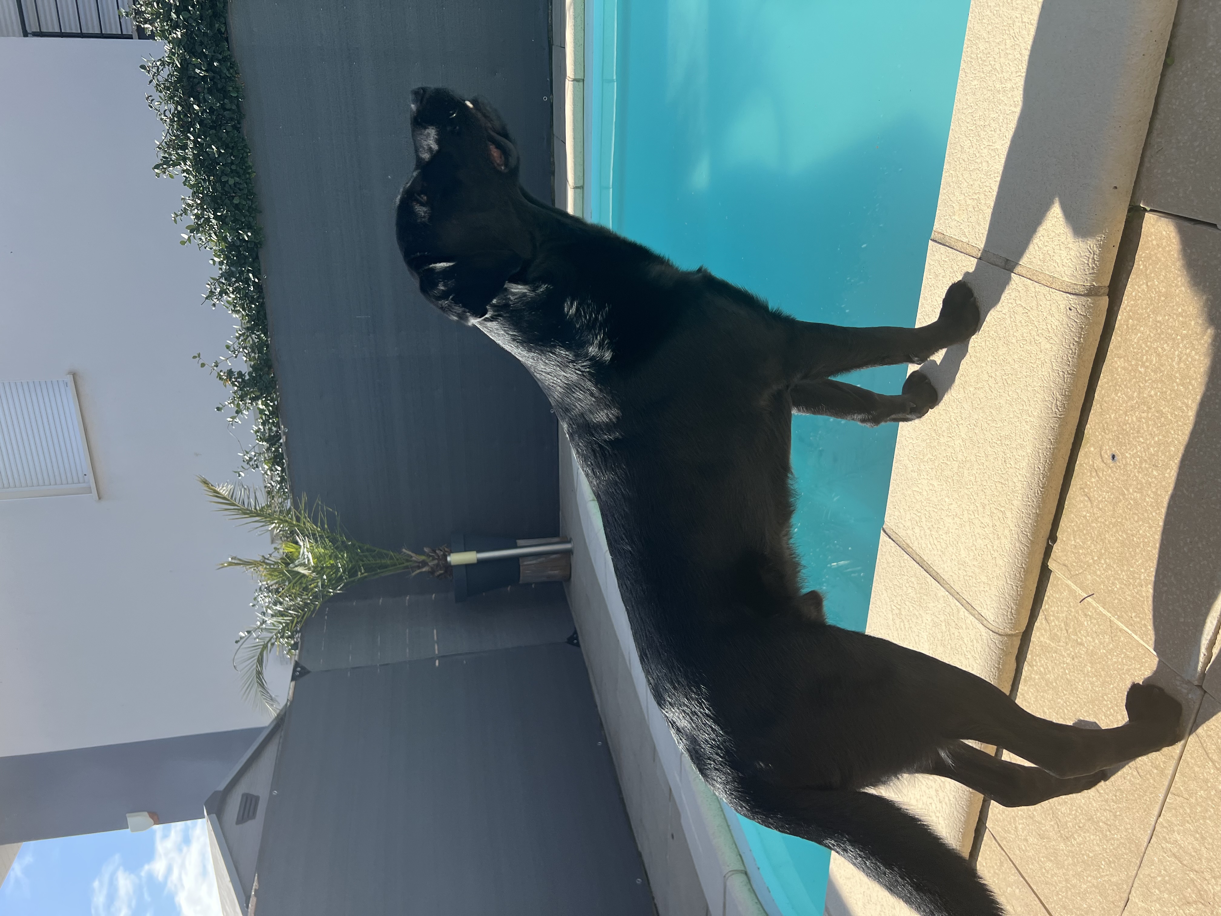 Service promeneur chien 30 entre particuliers