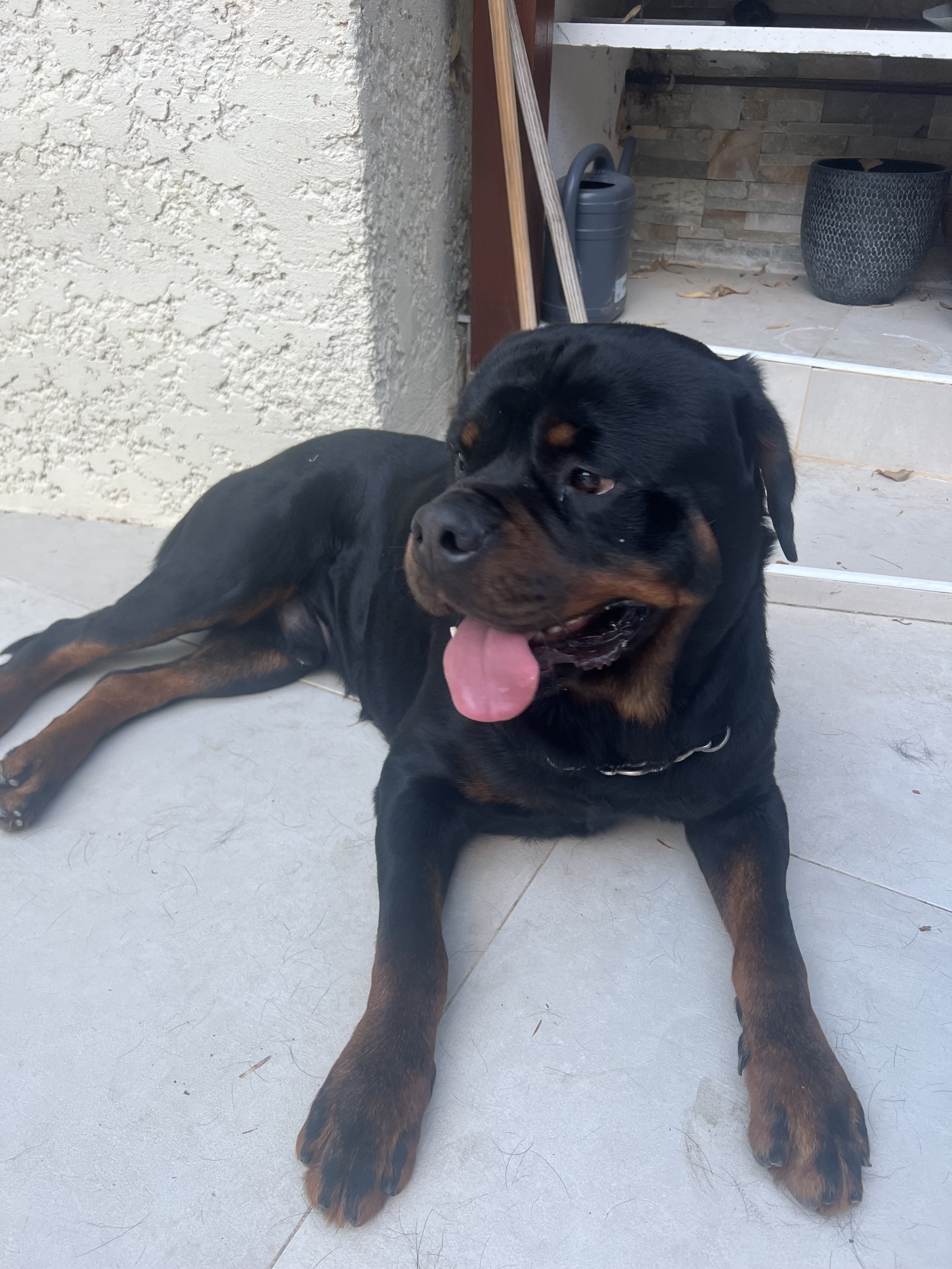 Service chien 30 entre particuliers