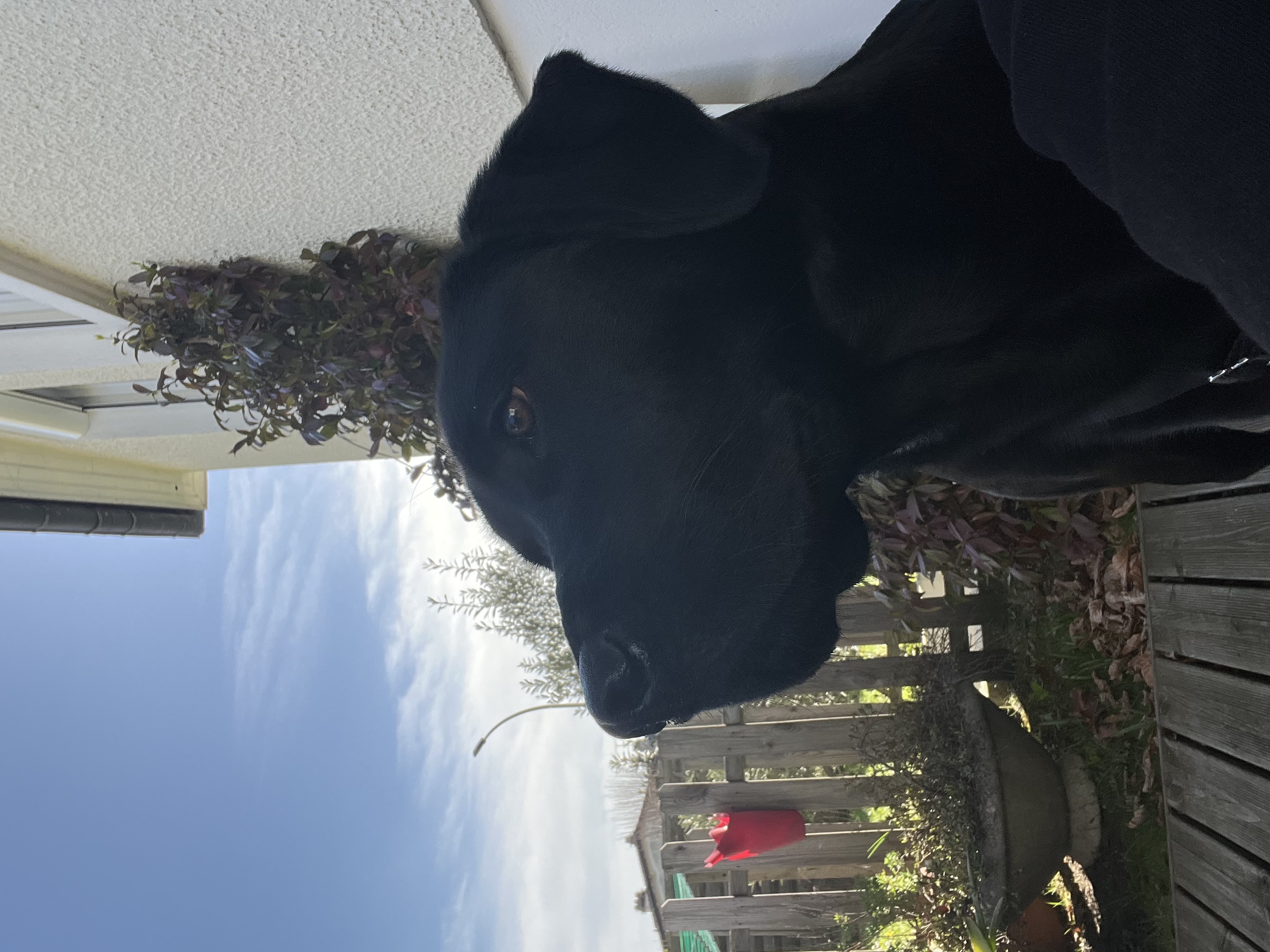 Service chien 30 entre particuliers