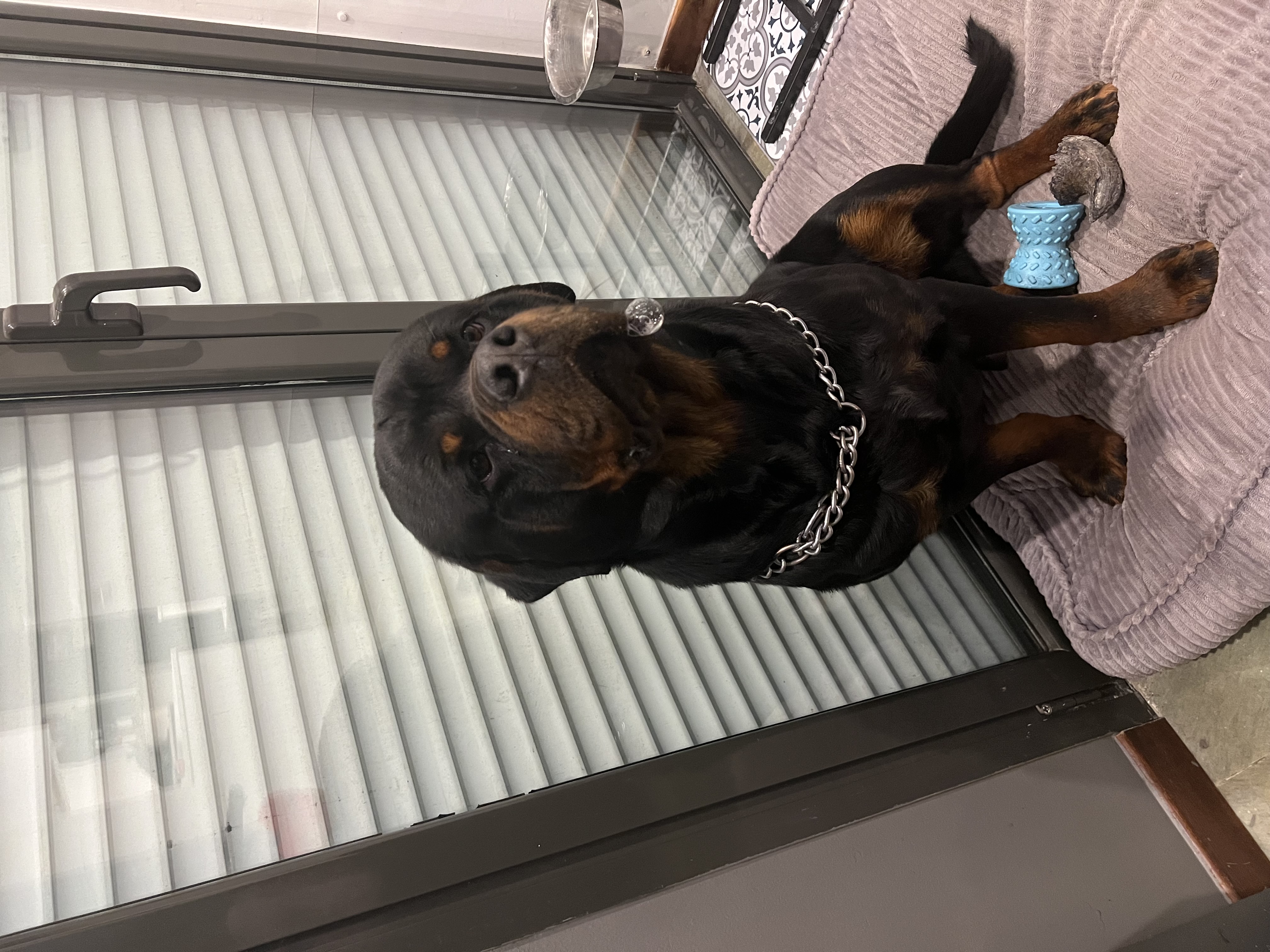 Service chien 30 entre particuliers