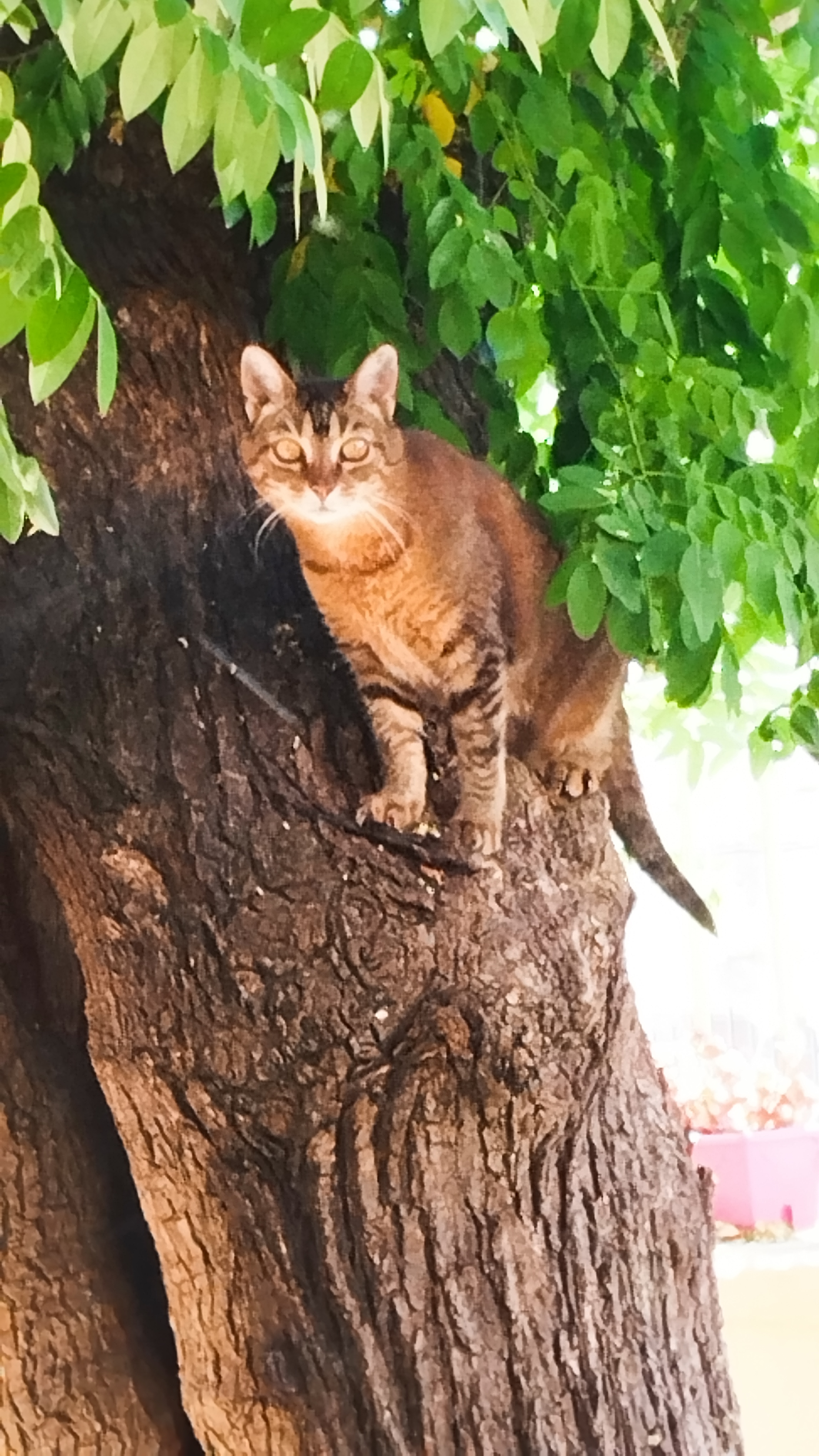 Service garde animaux 30 entre particuliers