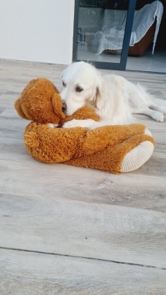 Service garde de chien