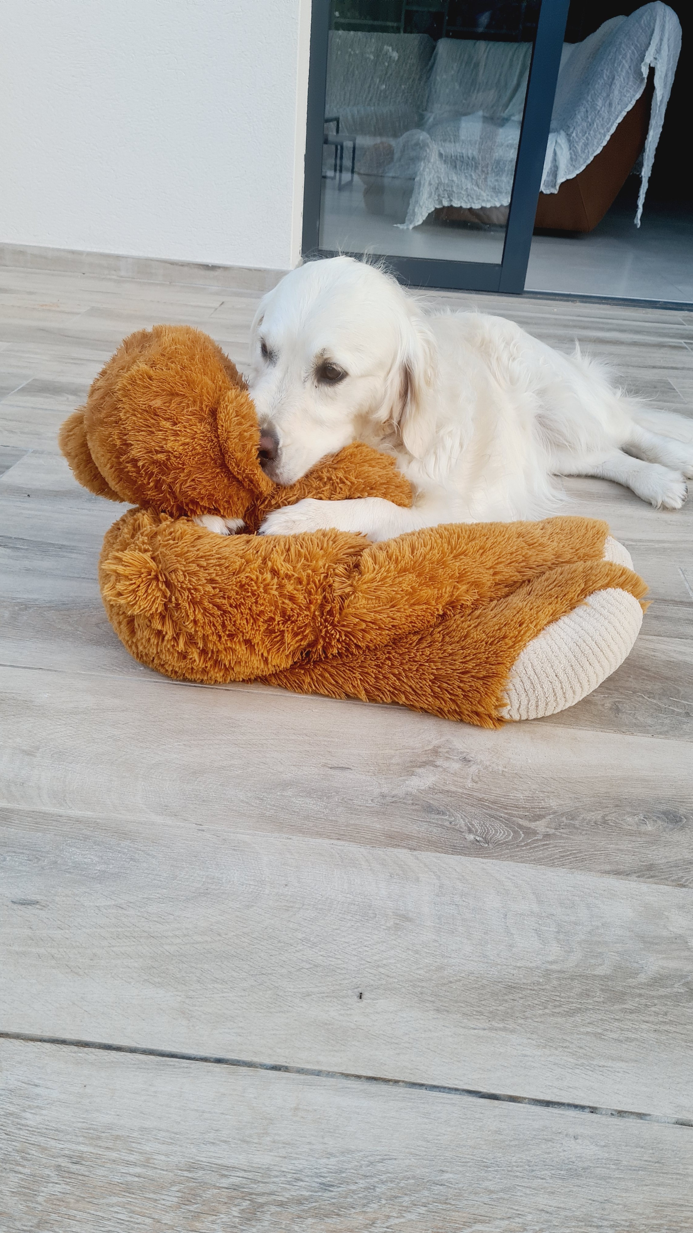 Service chien entre particuliers (13)