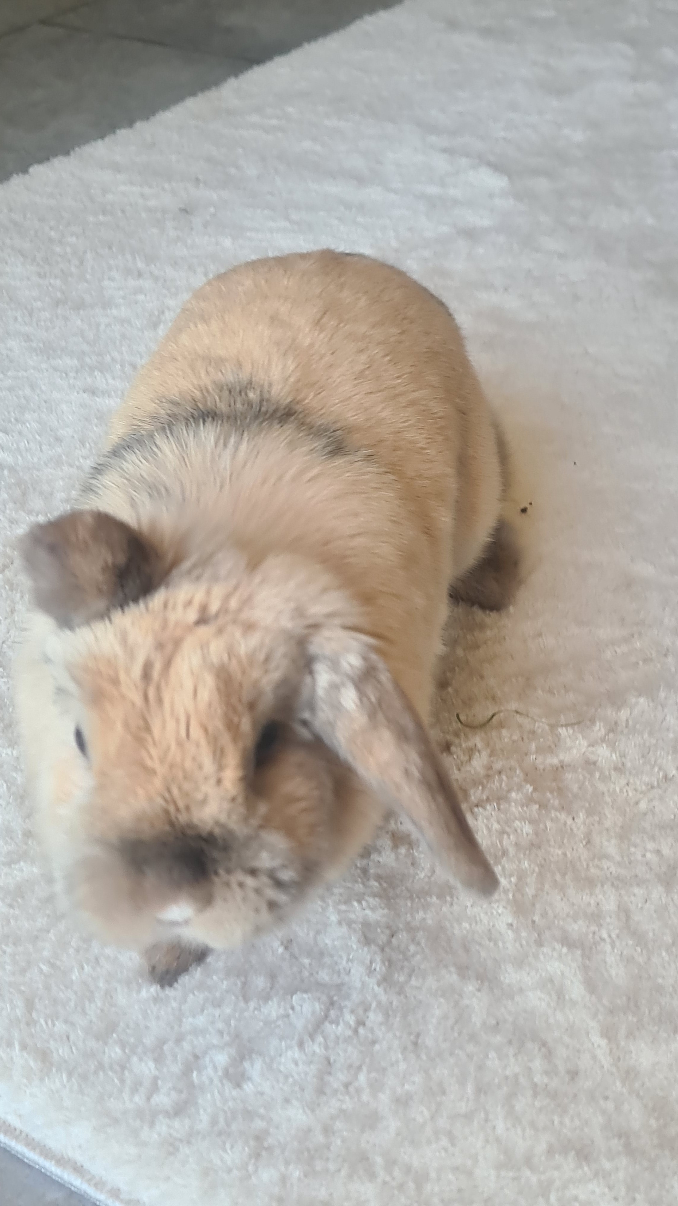 Service chien entre particuliers (13)