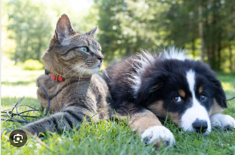 Service chien 78 entre particuliers