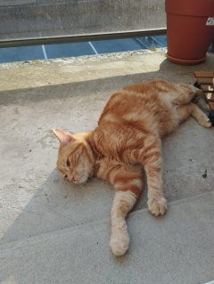 Service garde de chat