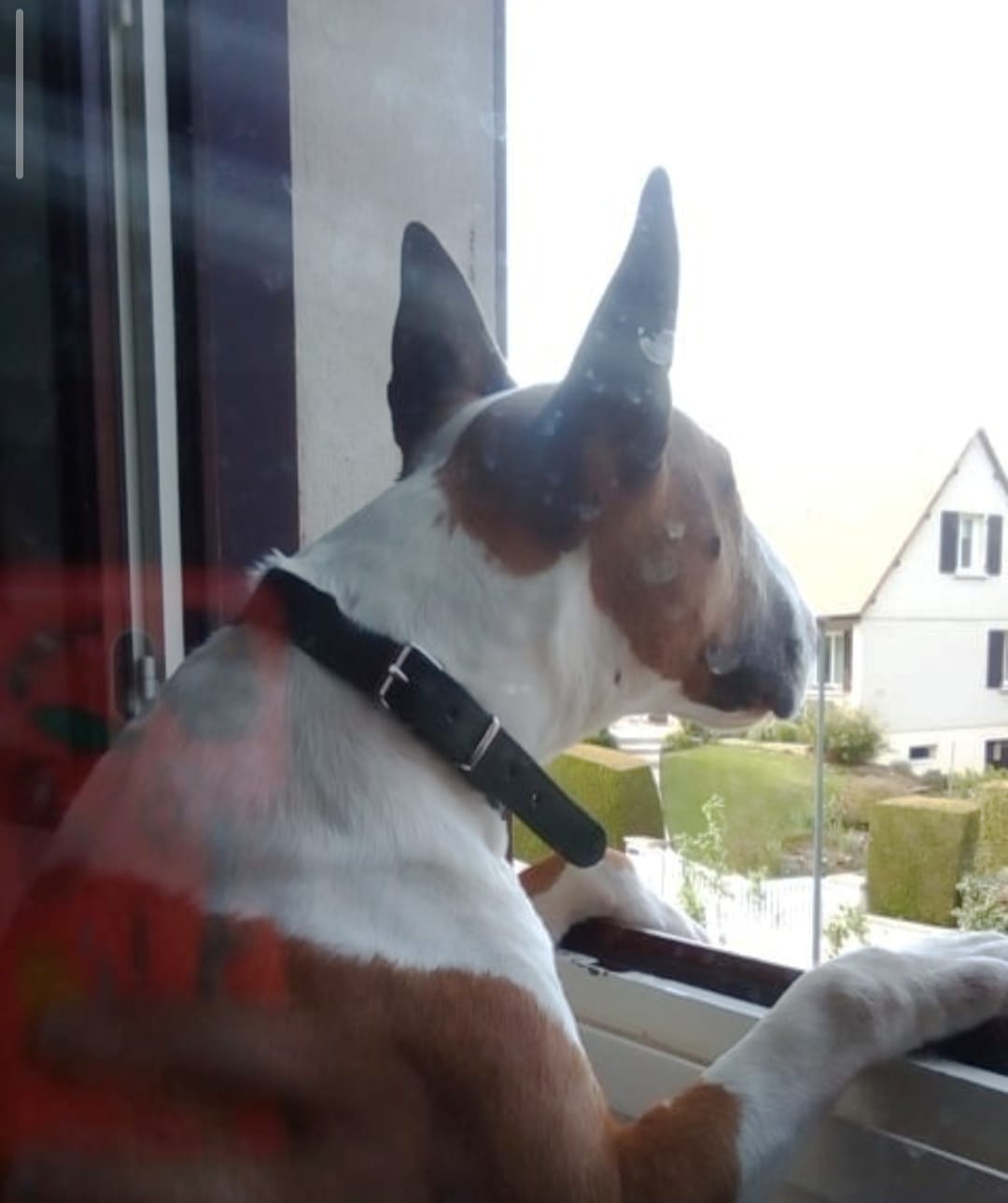 Service chien 61 entre particuliers