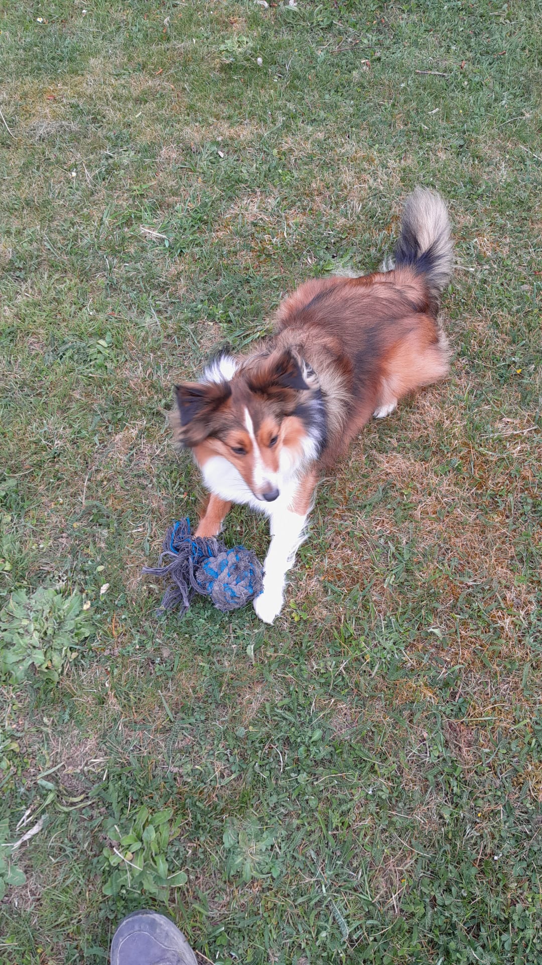 Service chien 61 entre particuliers