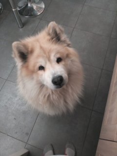 Service garde de chien