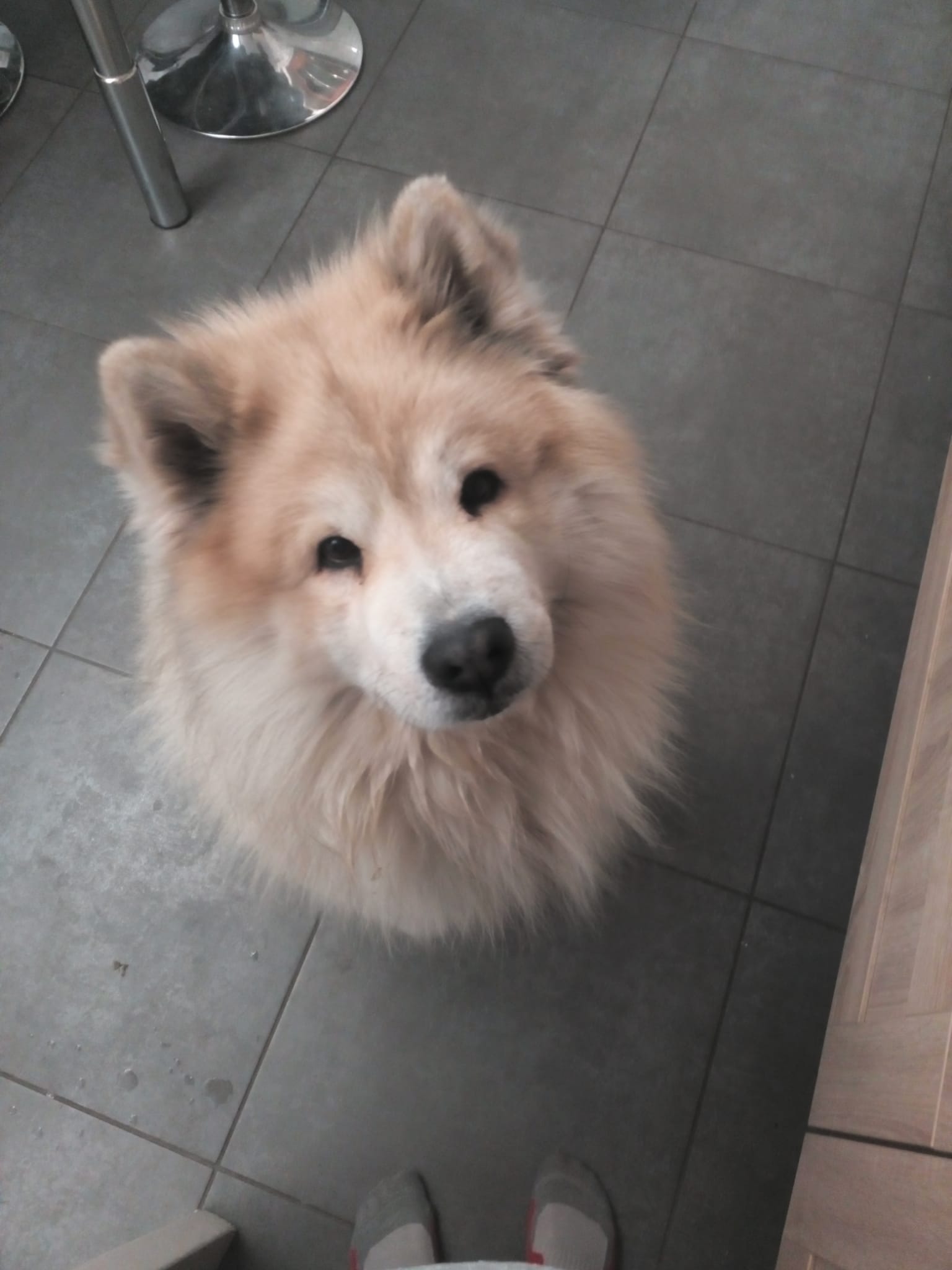 Service chien 61 entre particuliers