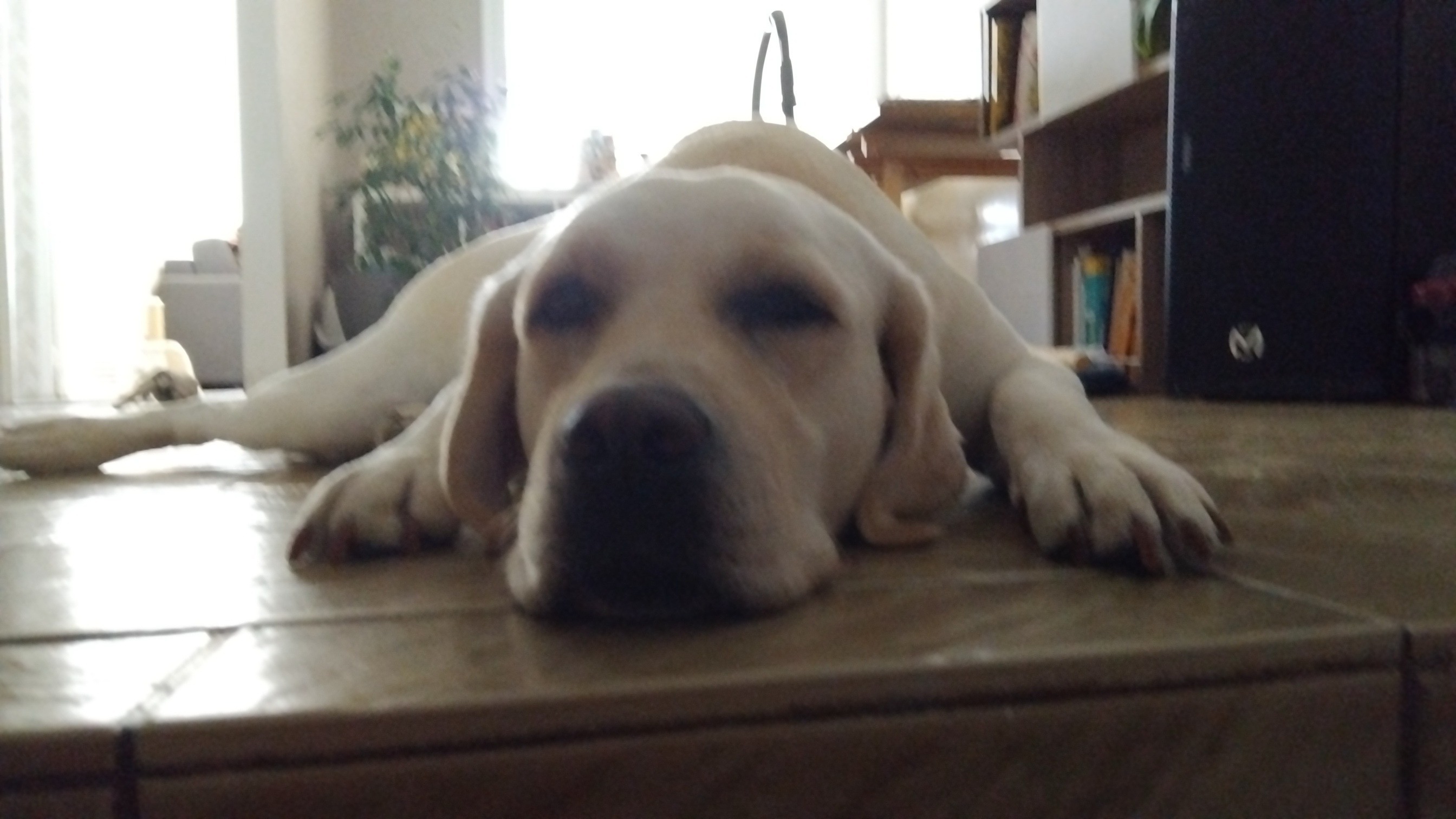 Service garde animaux entre particuliers (85)