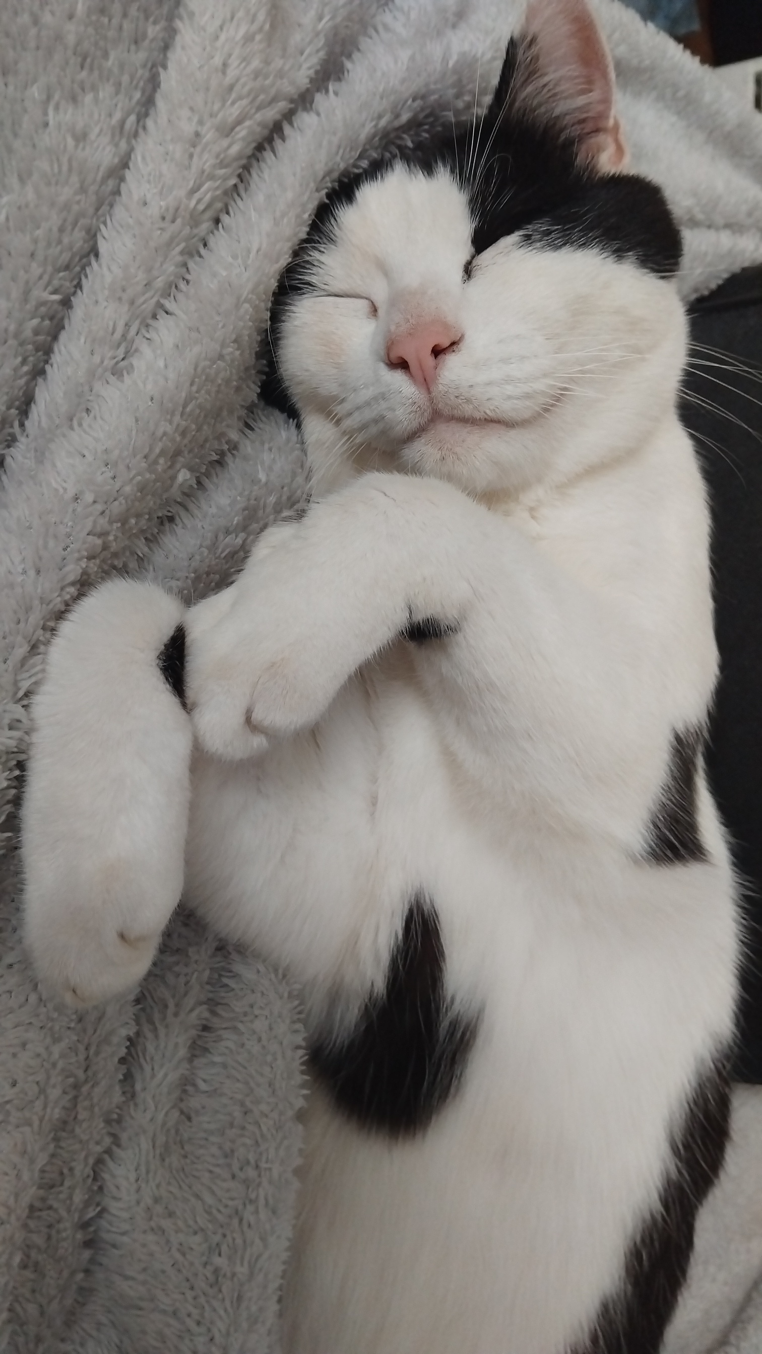Service garde animaux entre particuliers (85)