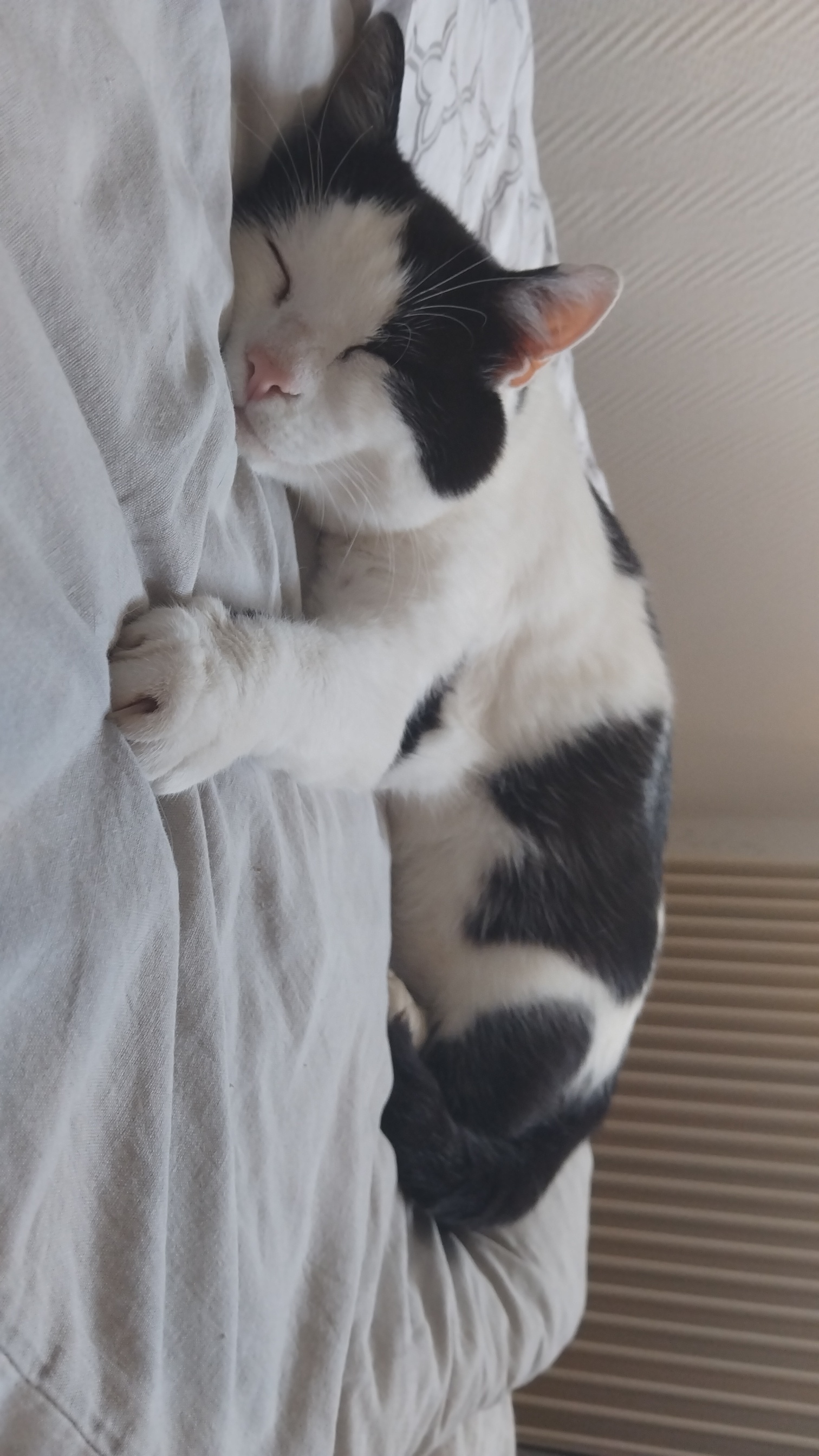 Service garde animaux entre particuliers (85)