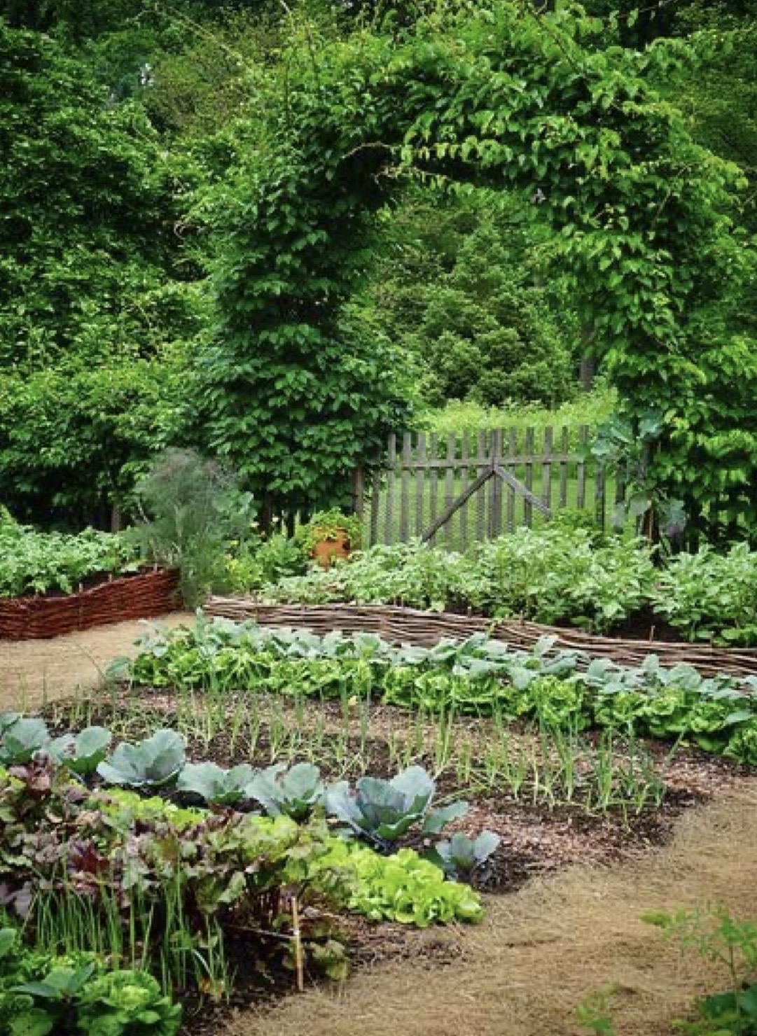 Rental Vegetable garden between individuals (13)