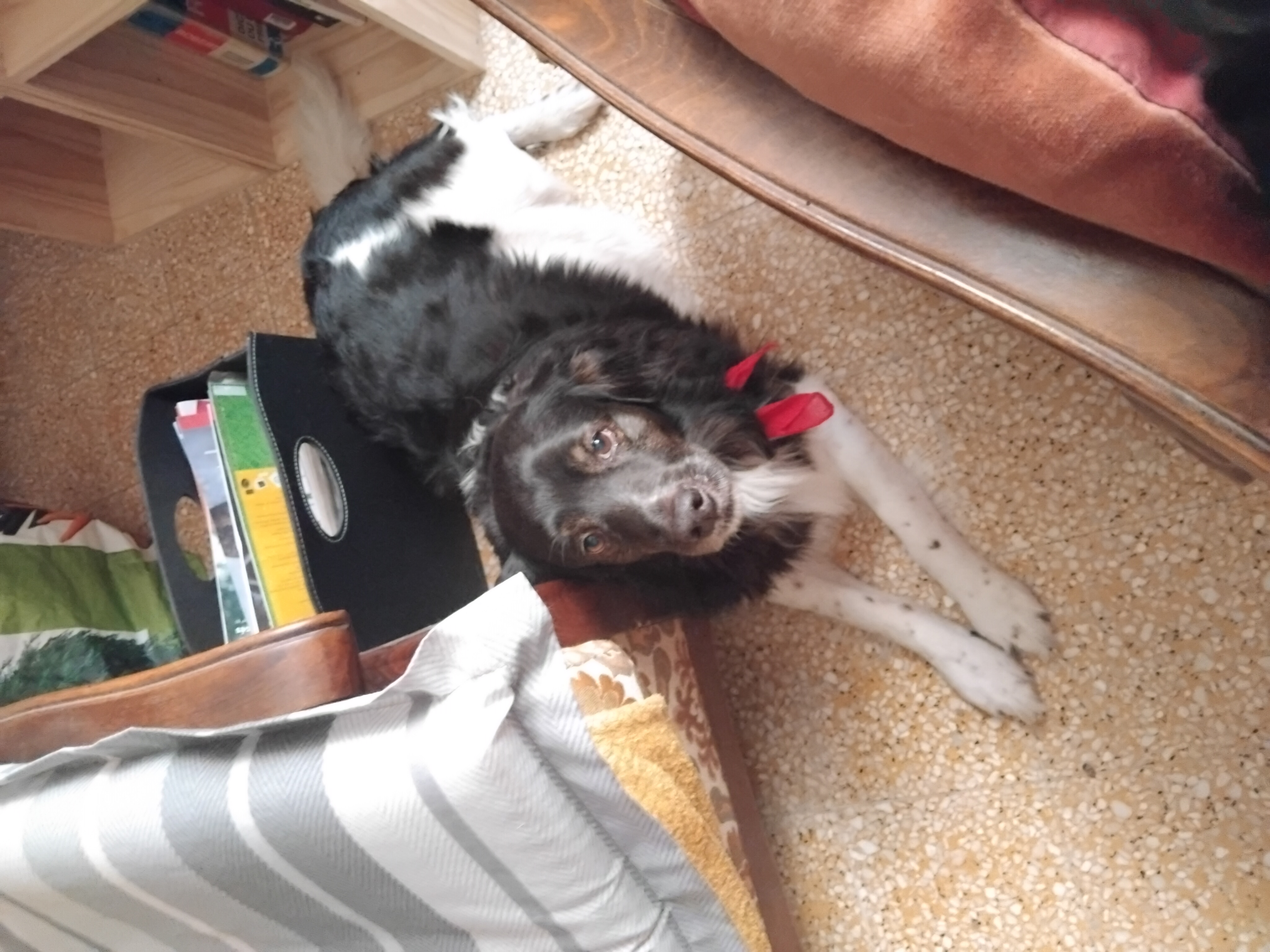 Service Chien between individuals (30)