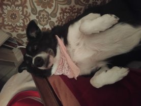 Service garde de chien