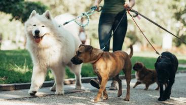 Service garde animaux entre particuliers