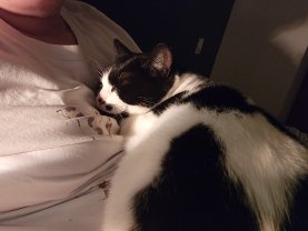 Service garde d'animaux