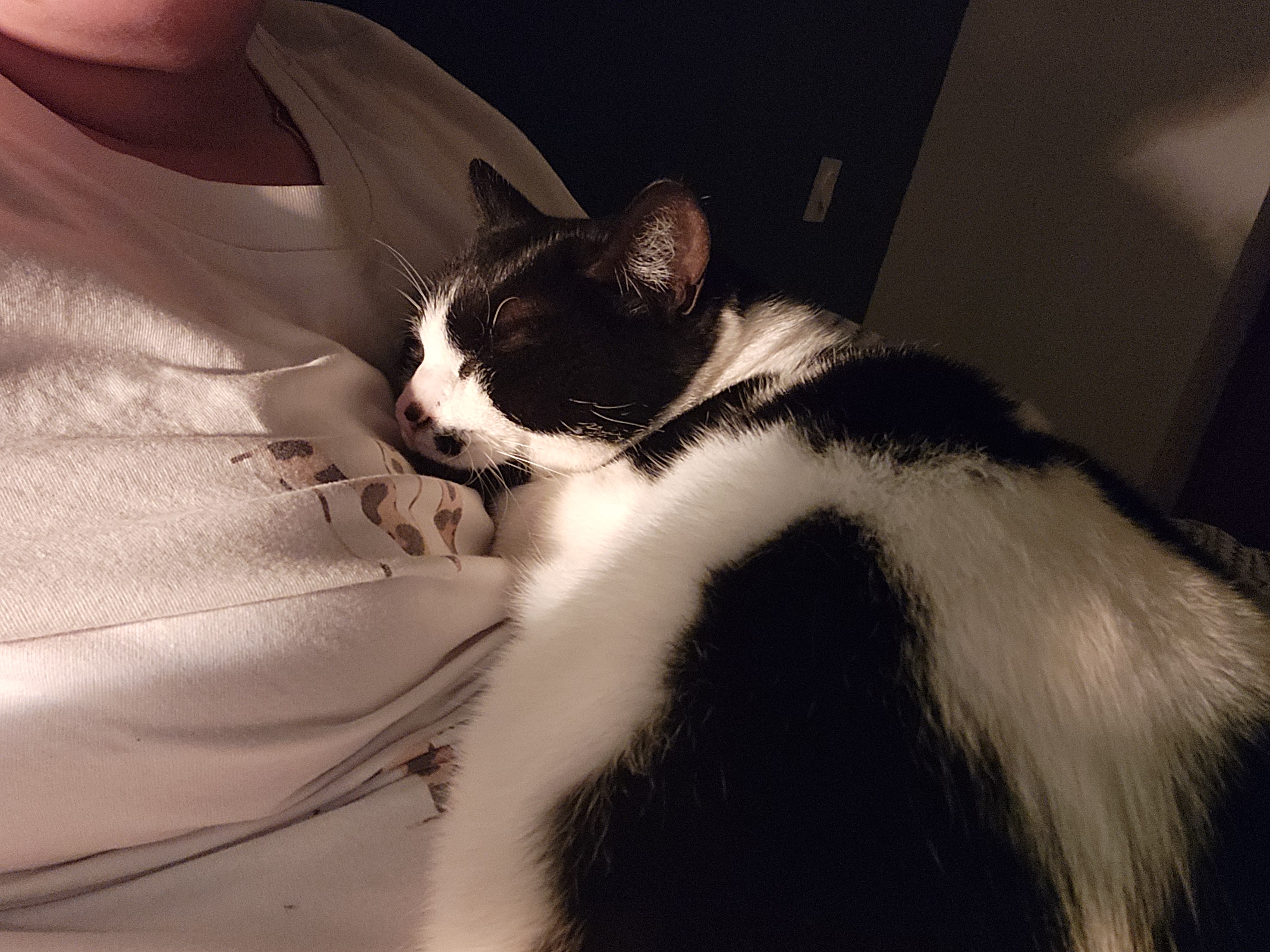 Service garde animaux